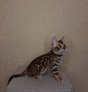 Чудові Бенгальські кошенята