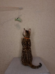 Чудові Бенгальські кошенята