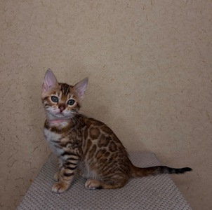 Чудові Бенгальські кошенята