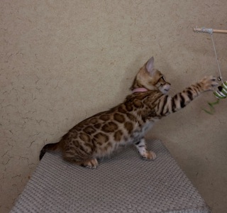 Чудові Бенгальські кошенята