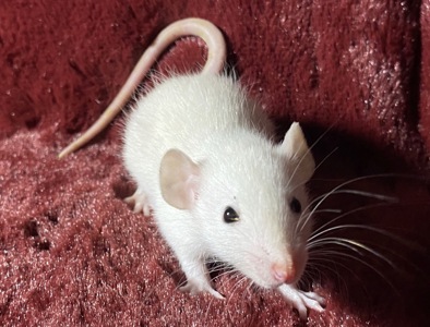 Дамбо пацюки