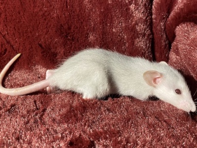 Дамбо пацюки