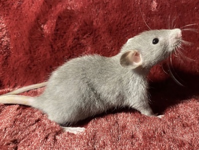 Дамбо пацюки