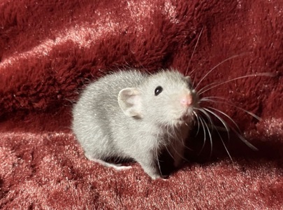 Дамбо пацюки