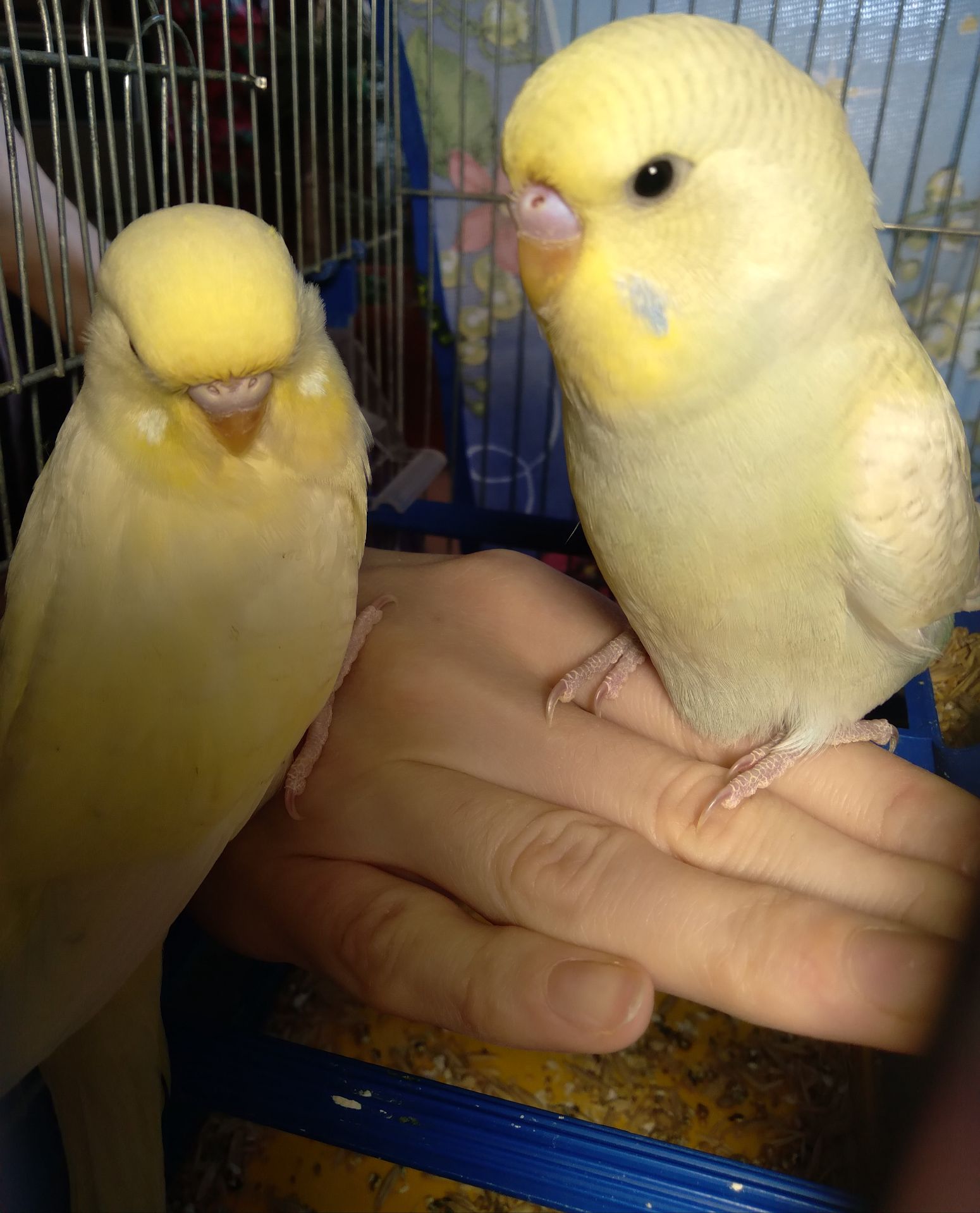 Пара ручных волнистых попугайчиков