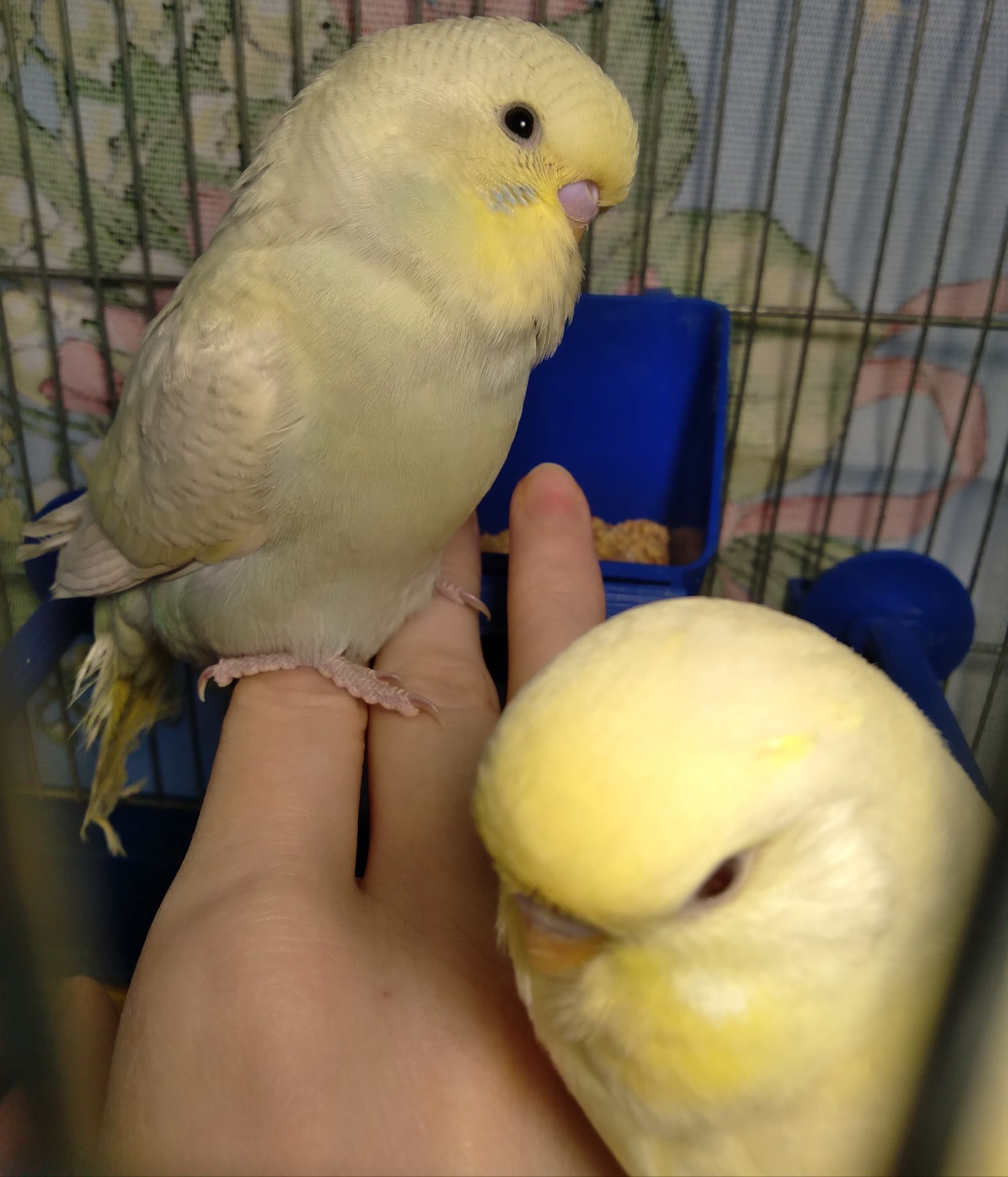 Пара ручных волнистых попугайчиков