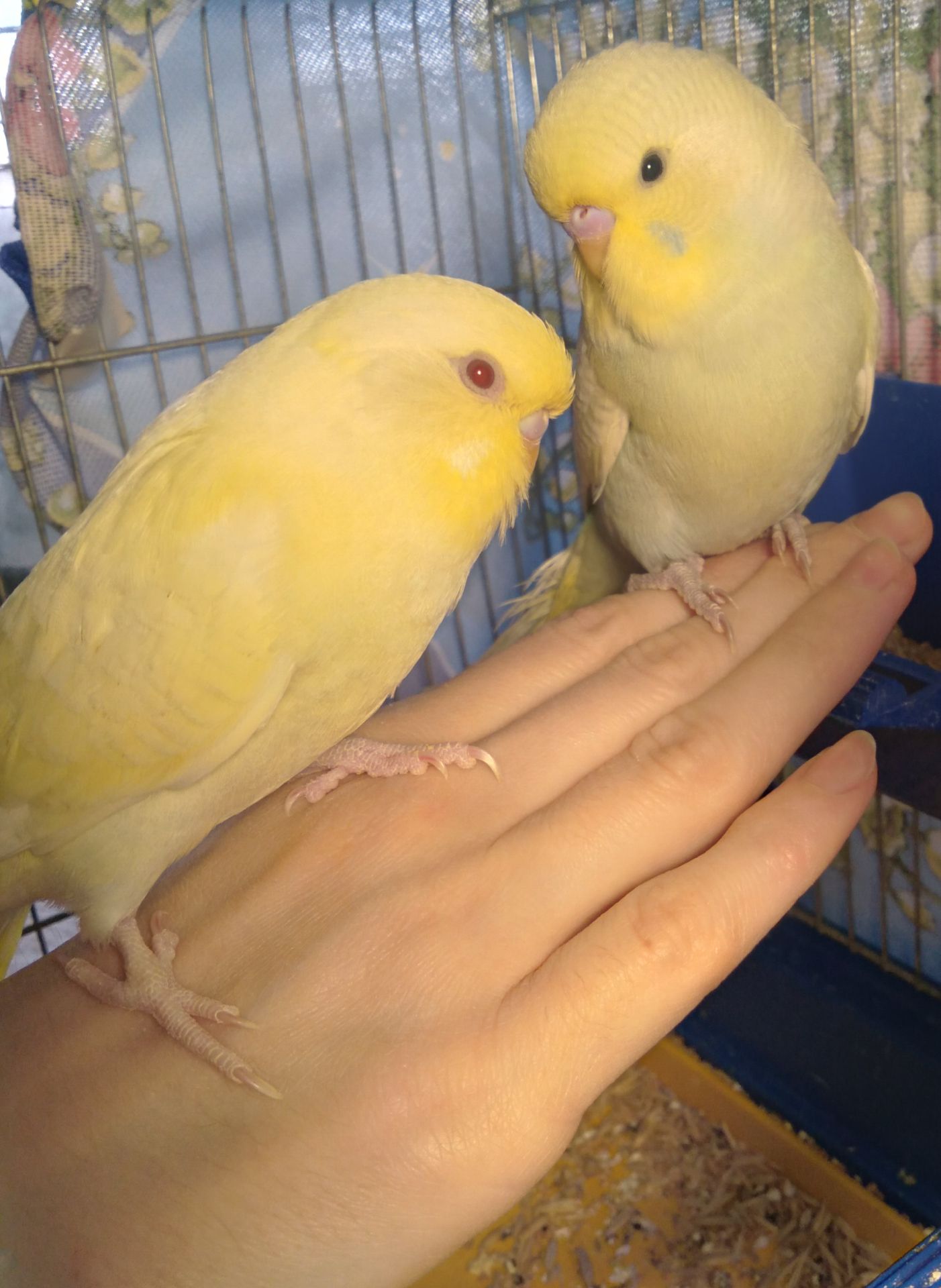 Пара ручных волнистых попугайчиков