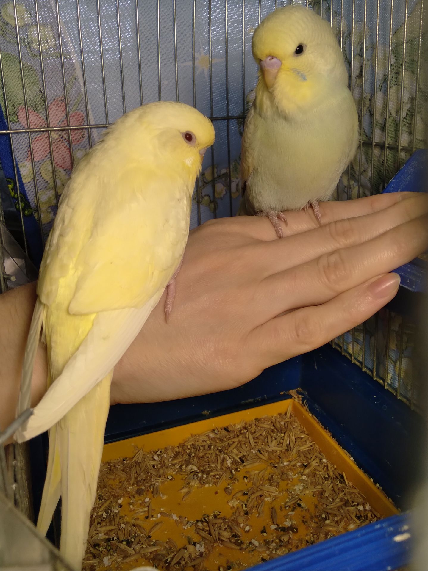 Пара ручных волнистых попугайчиков