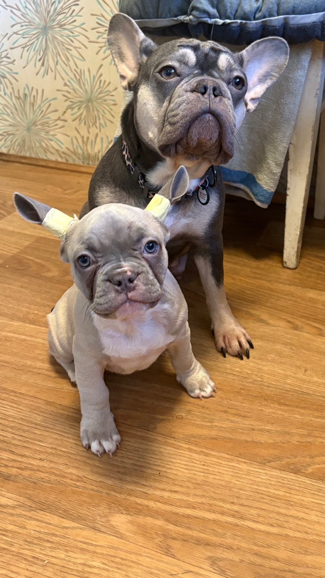 Цуценя французького бульдога