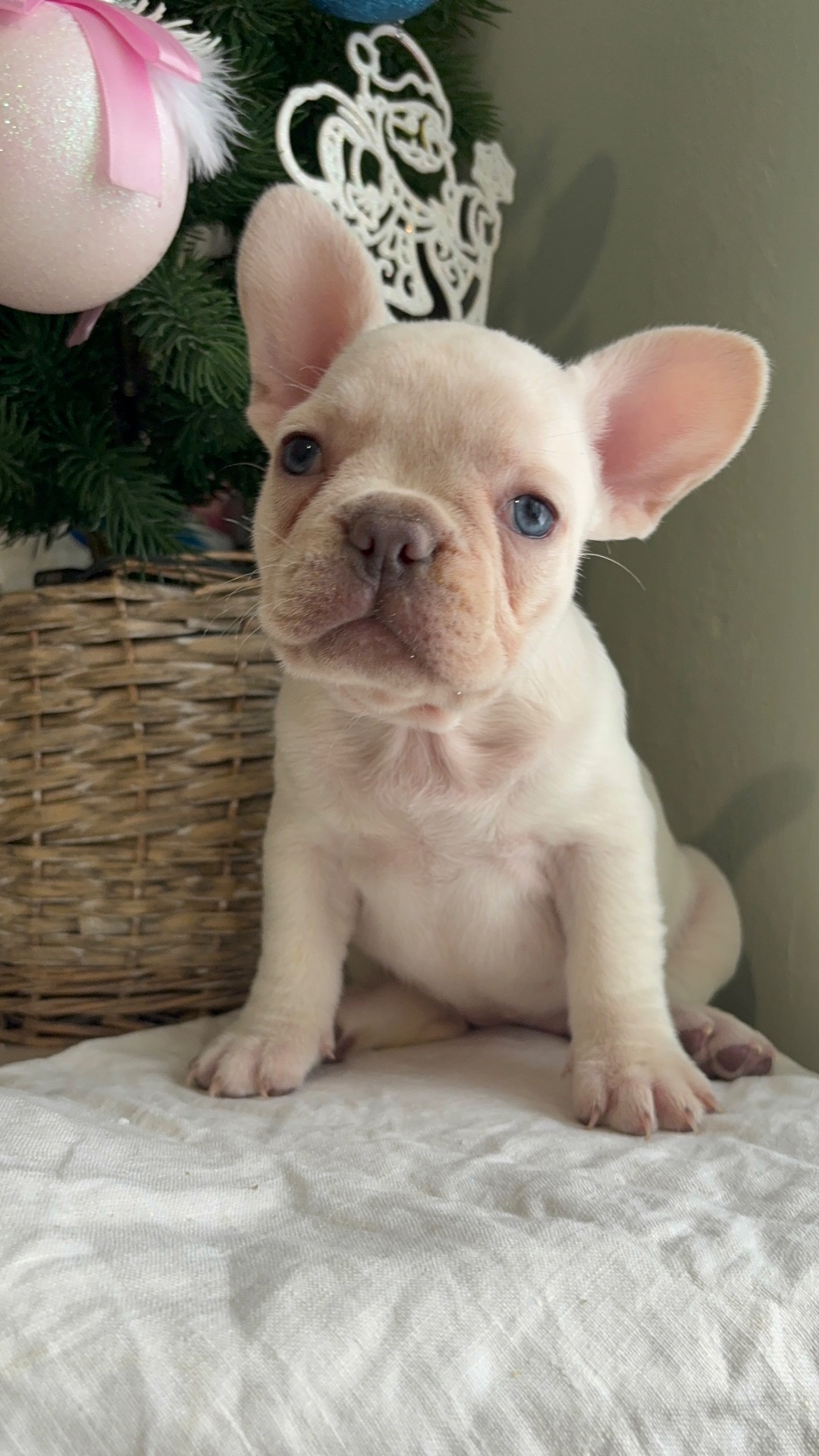 Цуценя французького бульдога