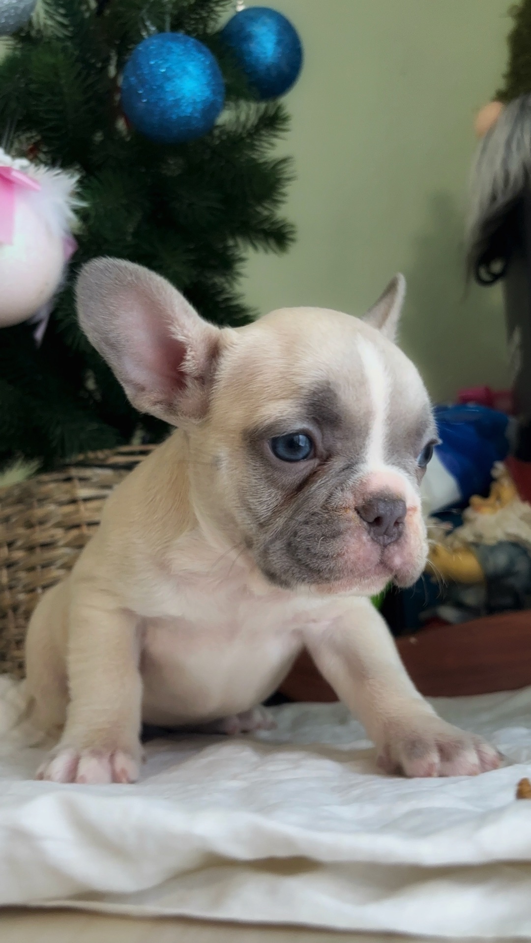 Цуценя французького бульдога