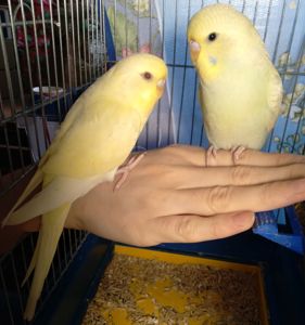 Пара ручных волнистых попугайчиков