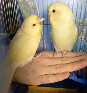 Пара ручных волнистых попугайчиков