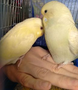 Пара ручных волнистых попугайчиков