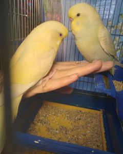 Пара ручных волнистых попугайчиков