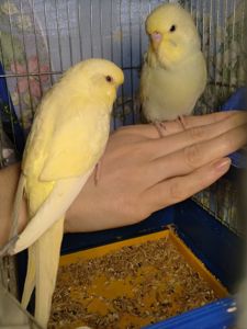 Пара ручных волнистых попугайчиков