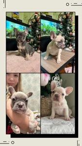 Цуценя французького бульдога