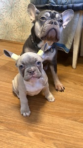 Цуценя французького бульдога