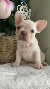 Цуценя французького бульдога