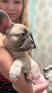 Цуценя французького бульдога