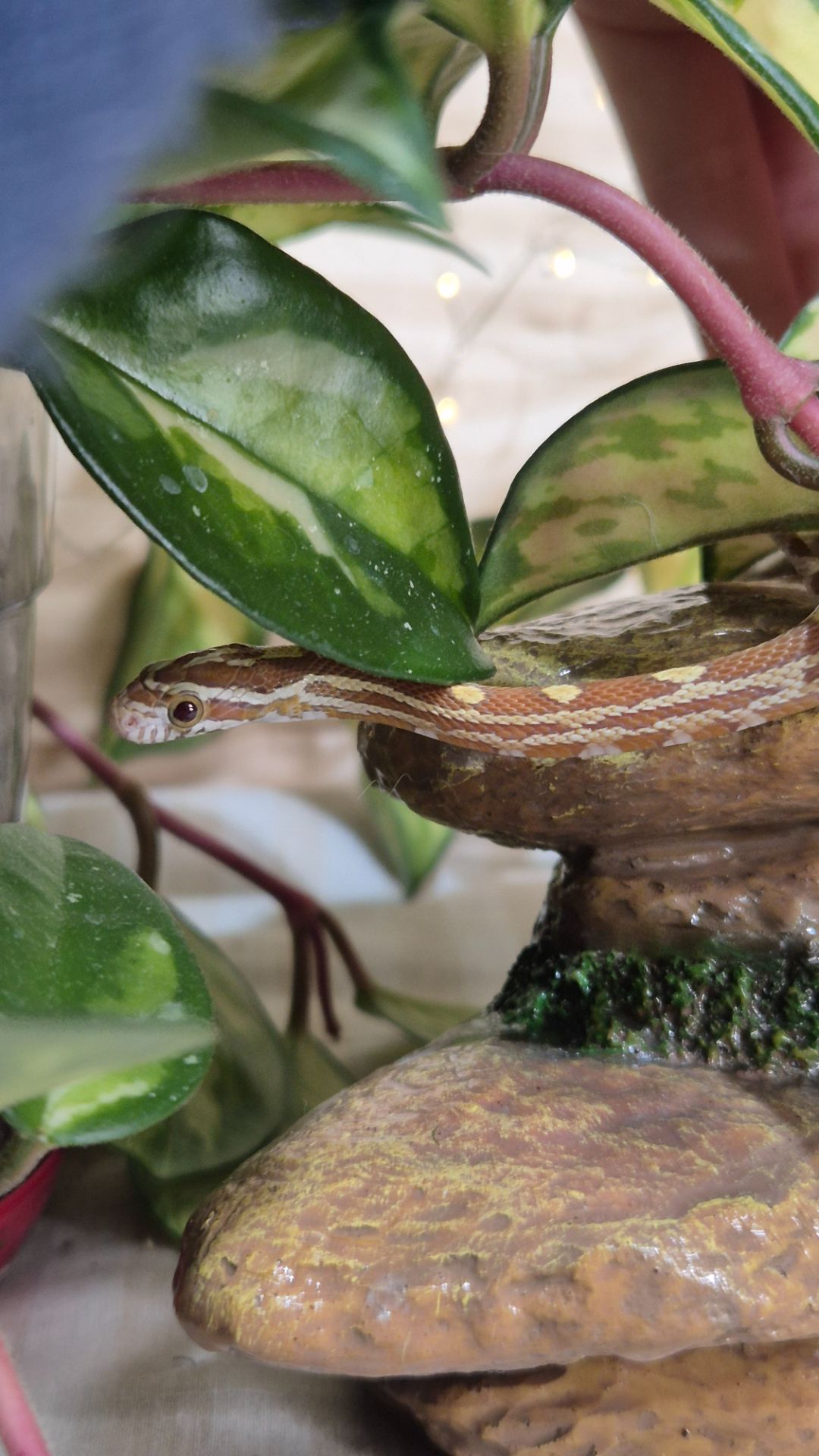 Маїсові полози морфи