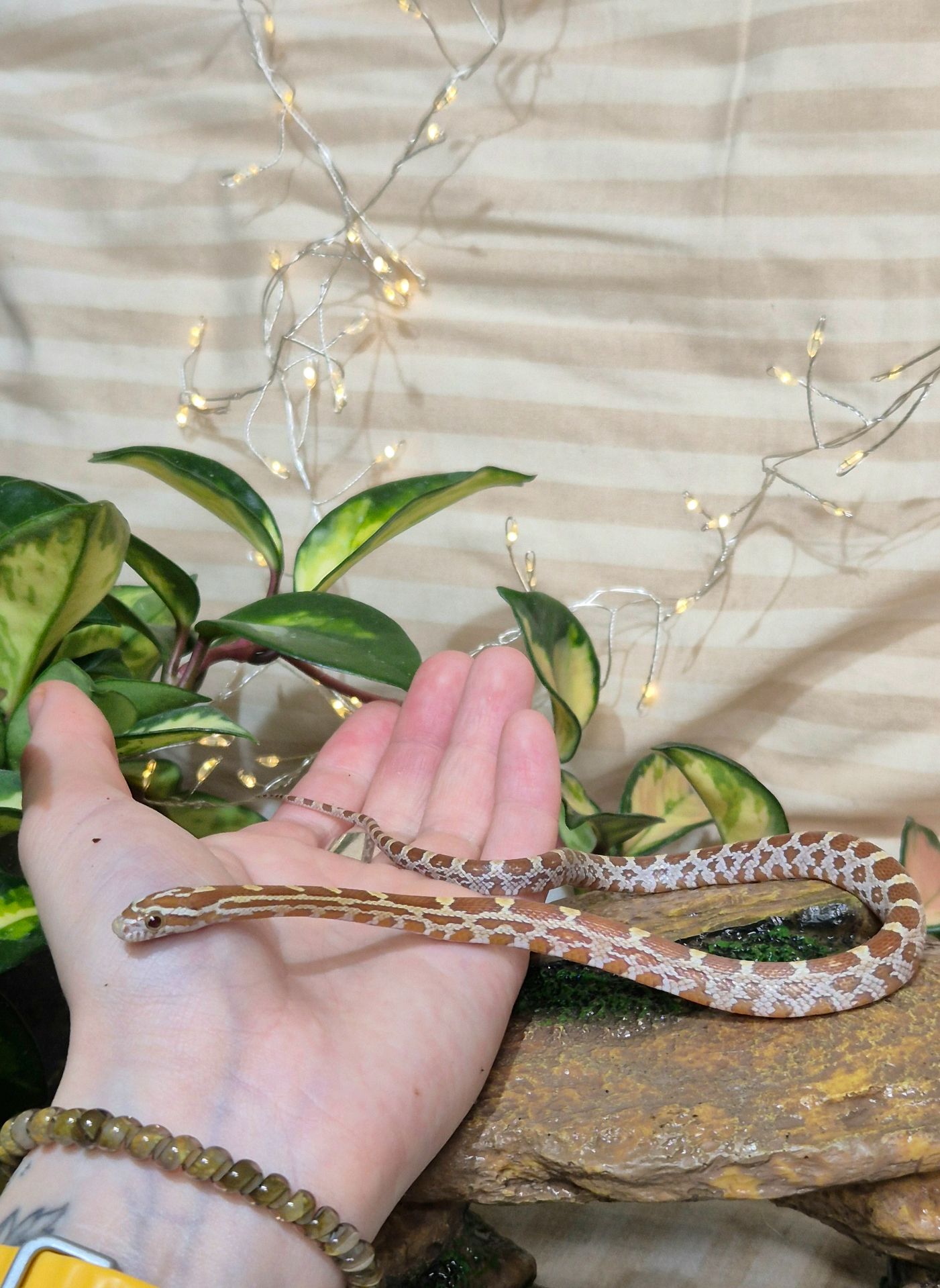 Маїсові полози морфи