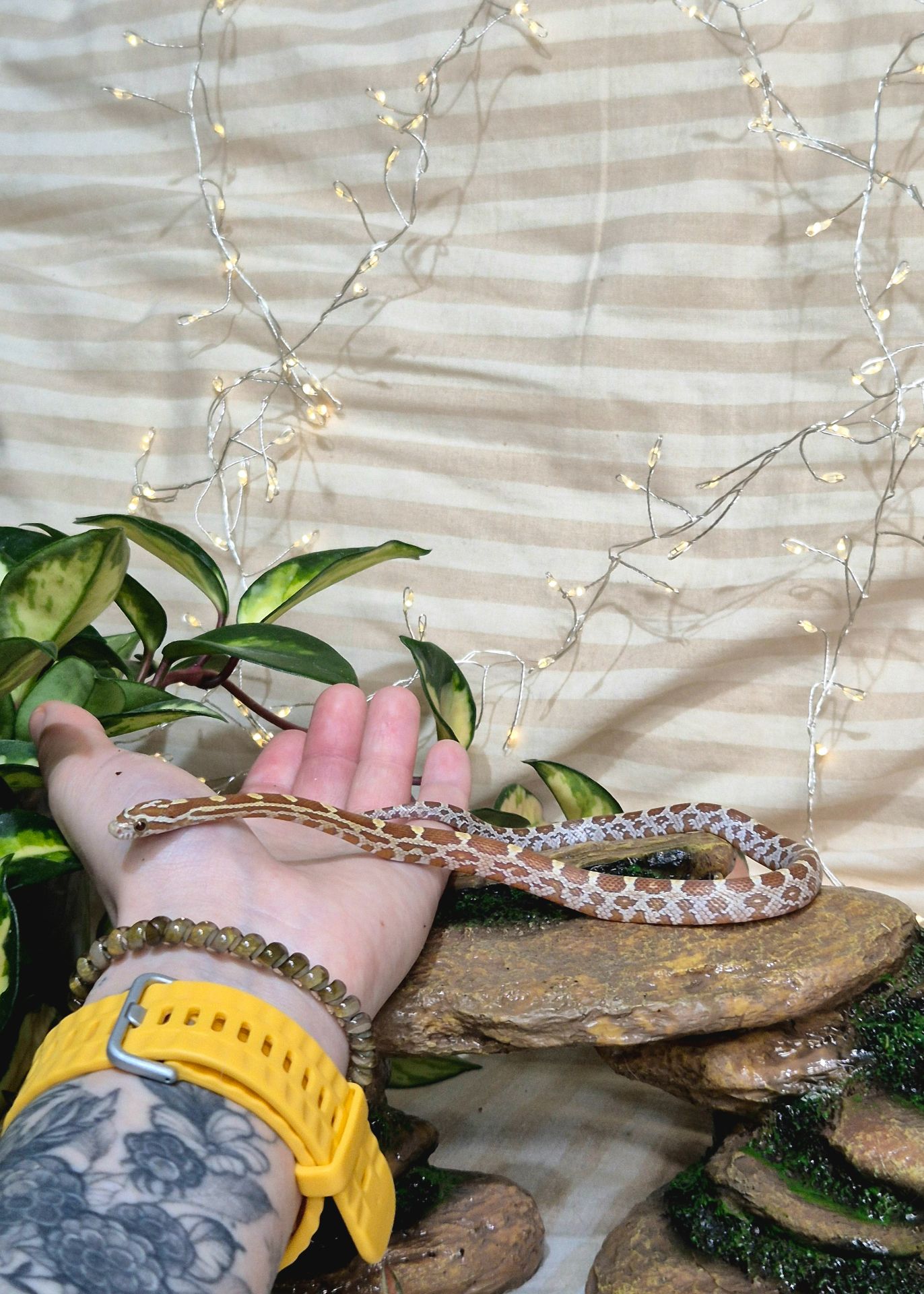 Маїсові полози морфи