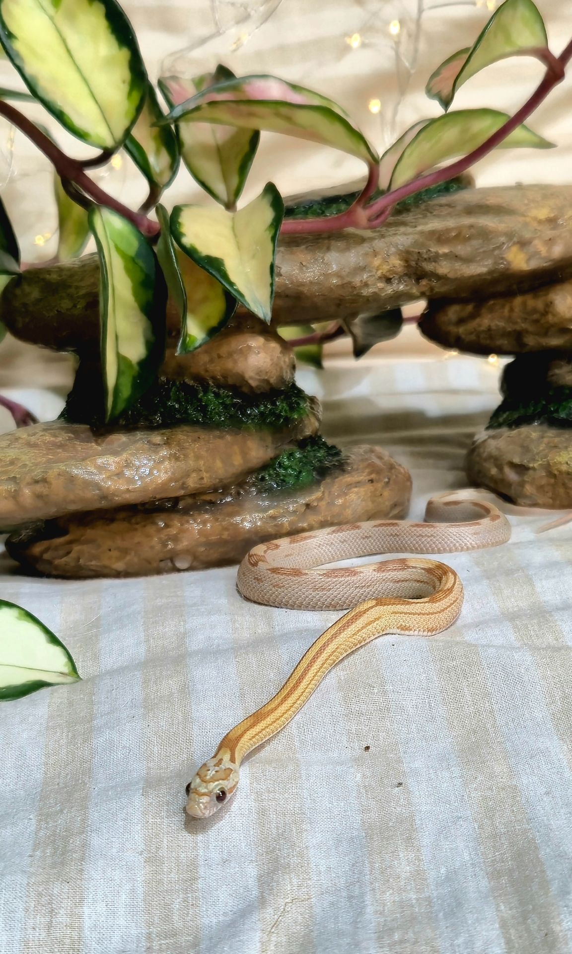 Маїсові полози морфи