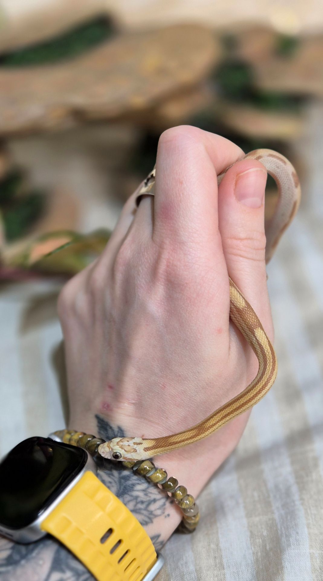 Маїсові полози морфи