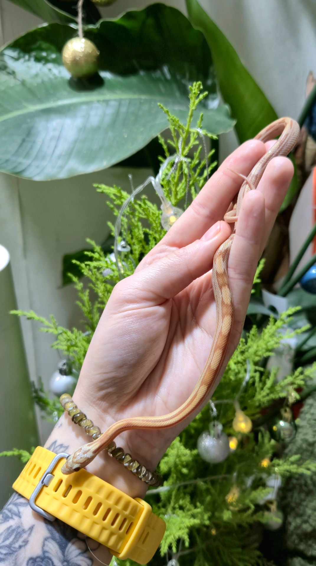 Маїсові полози морфи