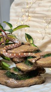 Маїсові полози морфи