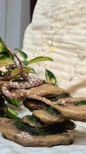 Маїсові полози морфи