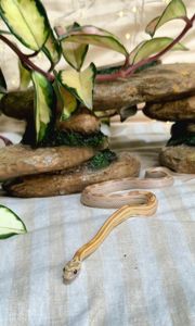 Маїсові полози морфи