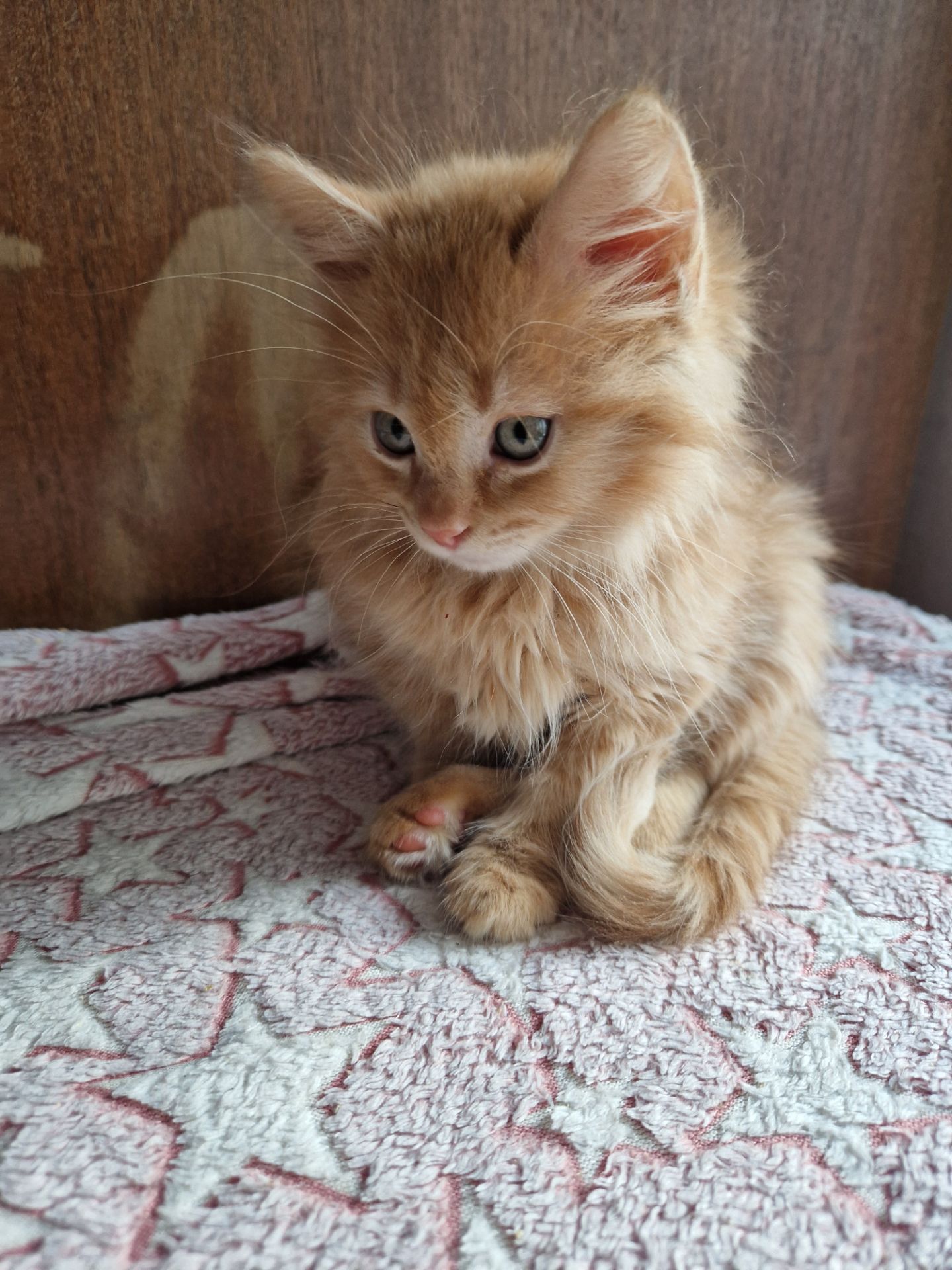 Буде Крупним Пухнасте Сонячно-Золотаве кошеня Два місяці