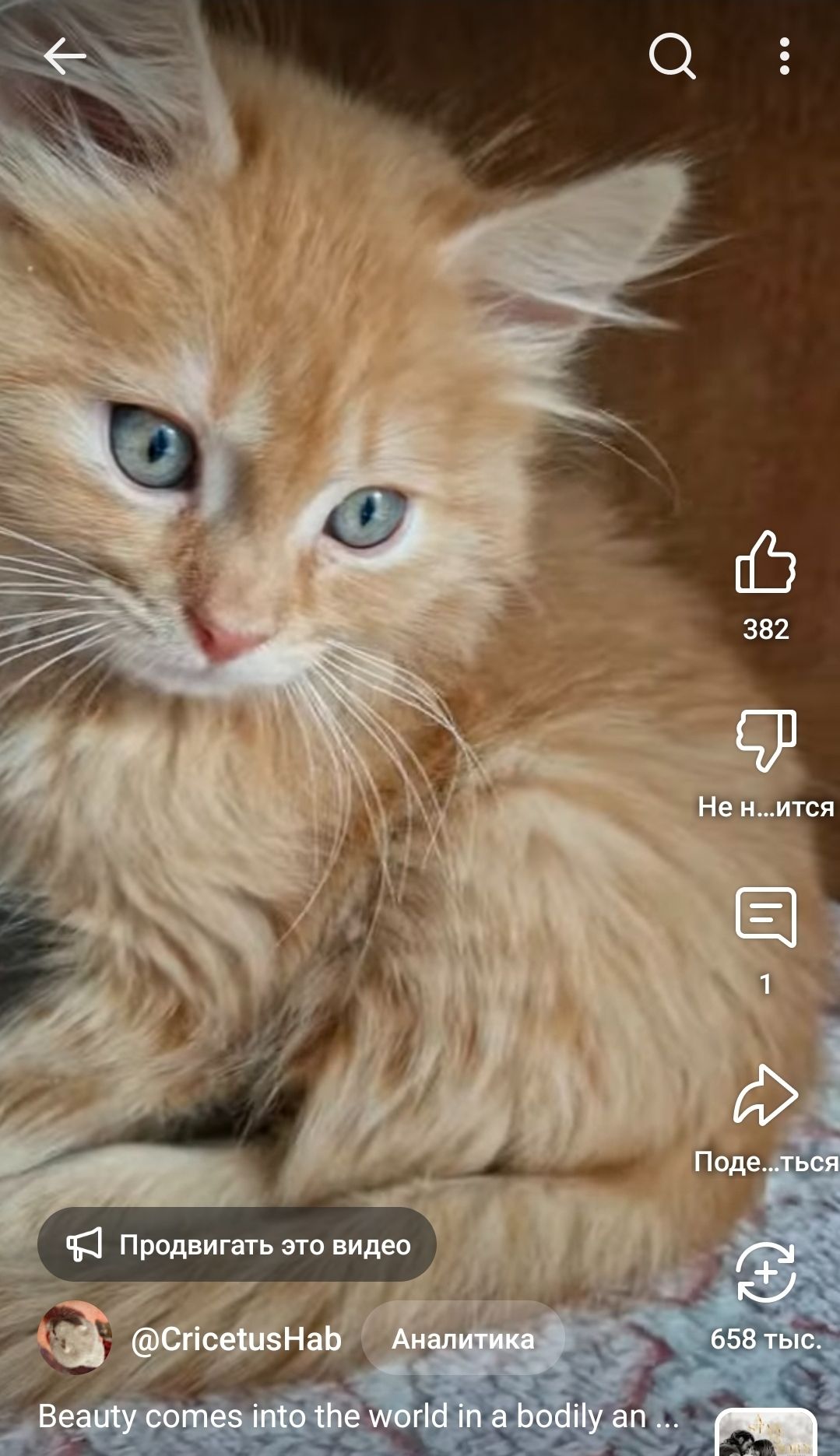 Буде Крупним Пухнасте Сонячно-Золотаве кошеня Два місяці