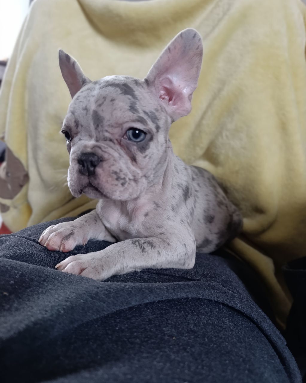 Цуценята французького бульдога