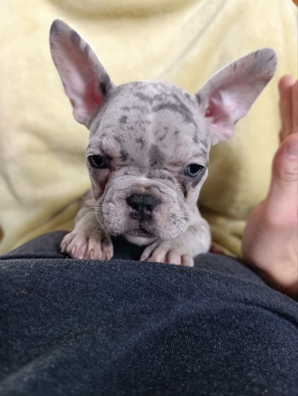 Цуценята французького бульдога