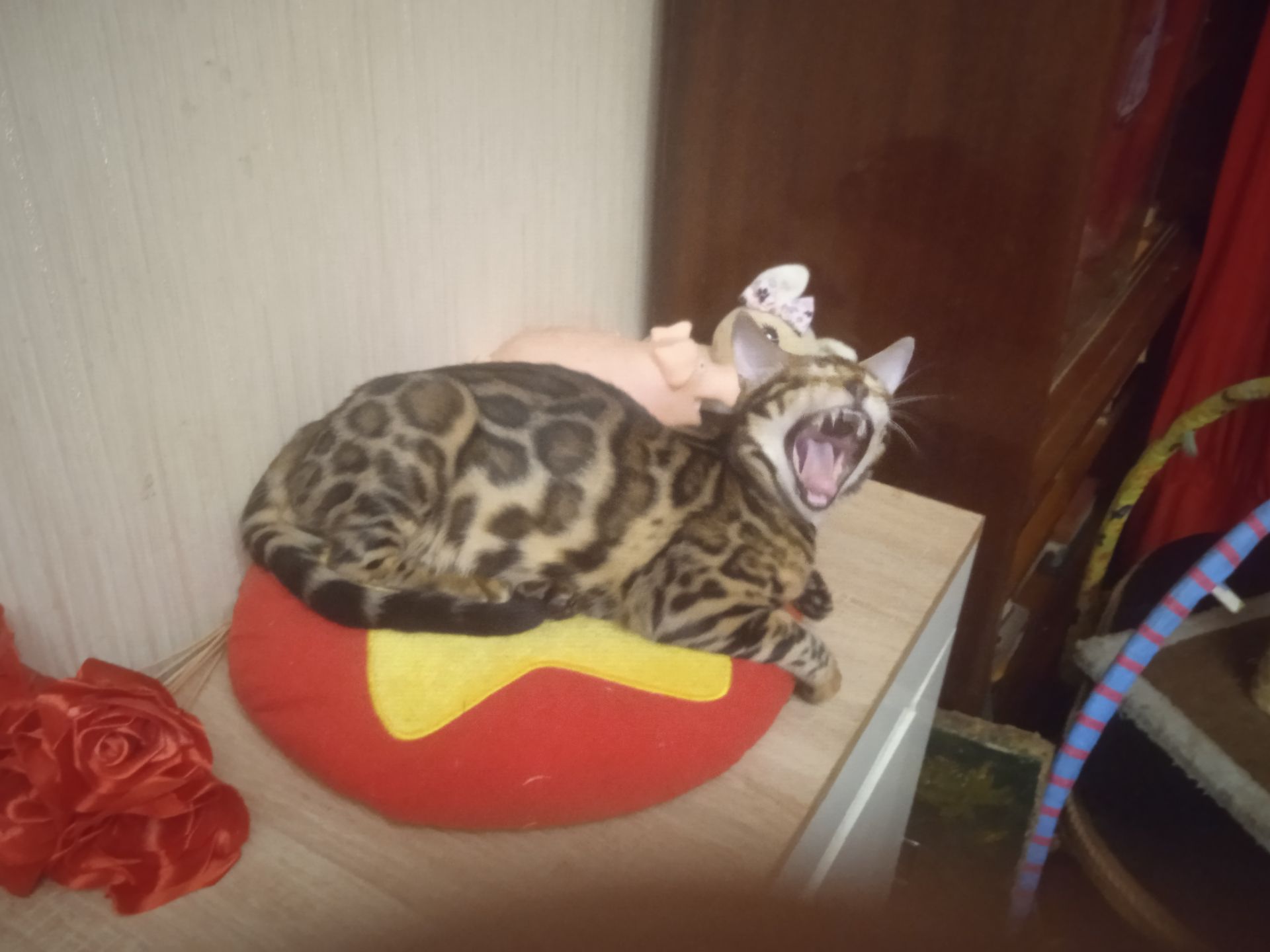 Идеальная девочка родилась 14.08.2025 г Метрика