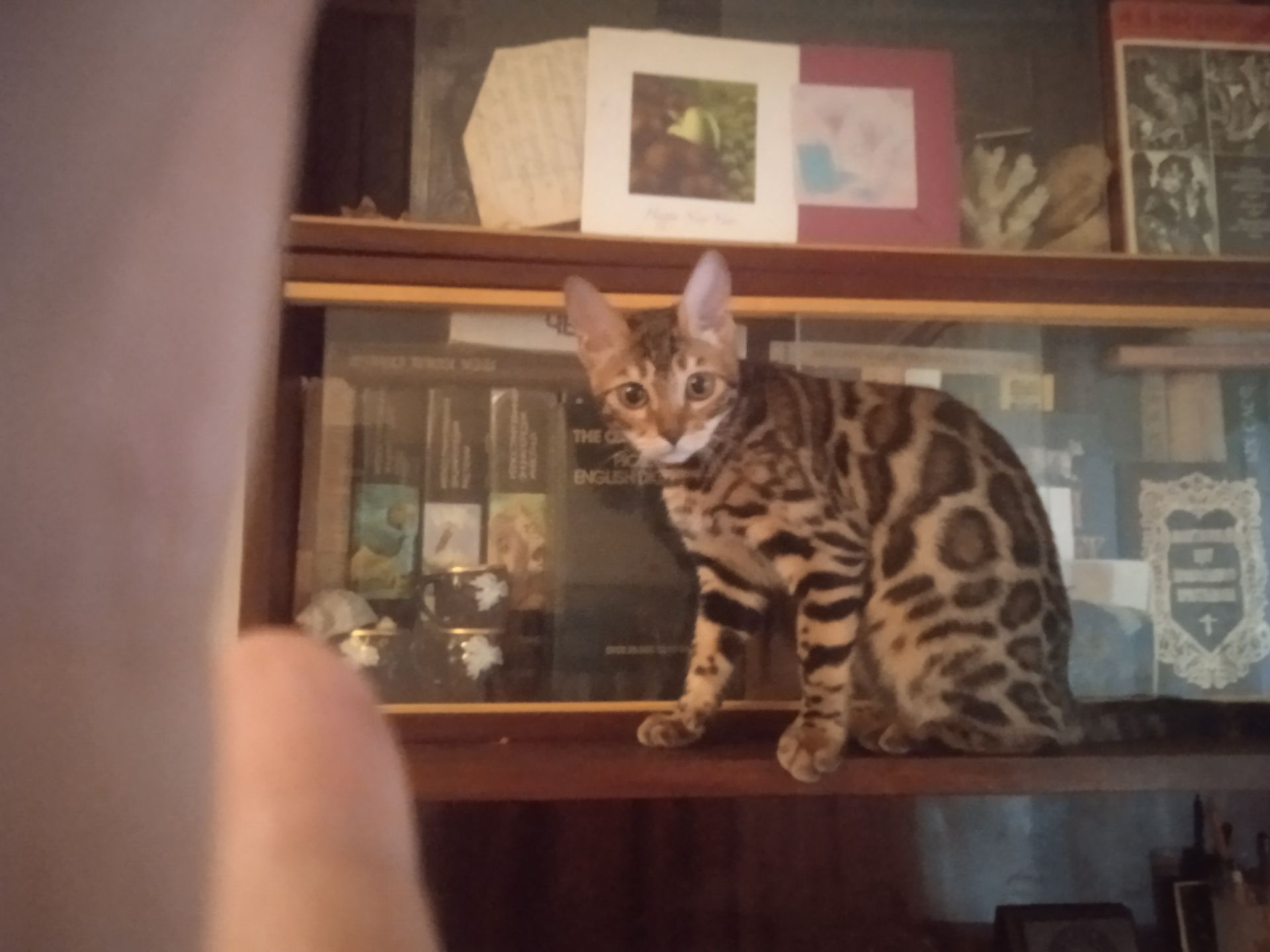 Идеальная девочка родилась 14.08.2025 г Метрика