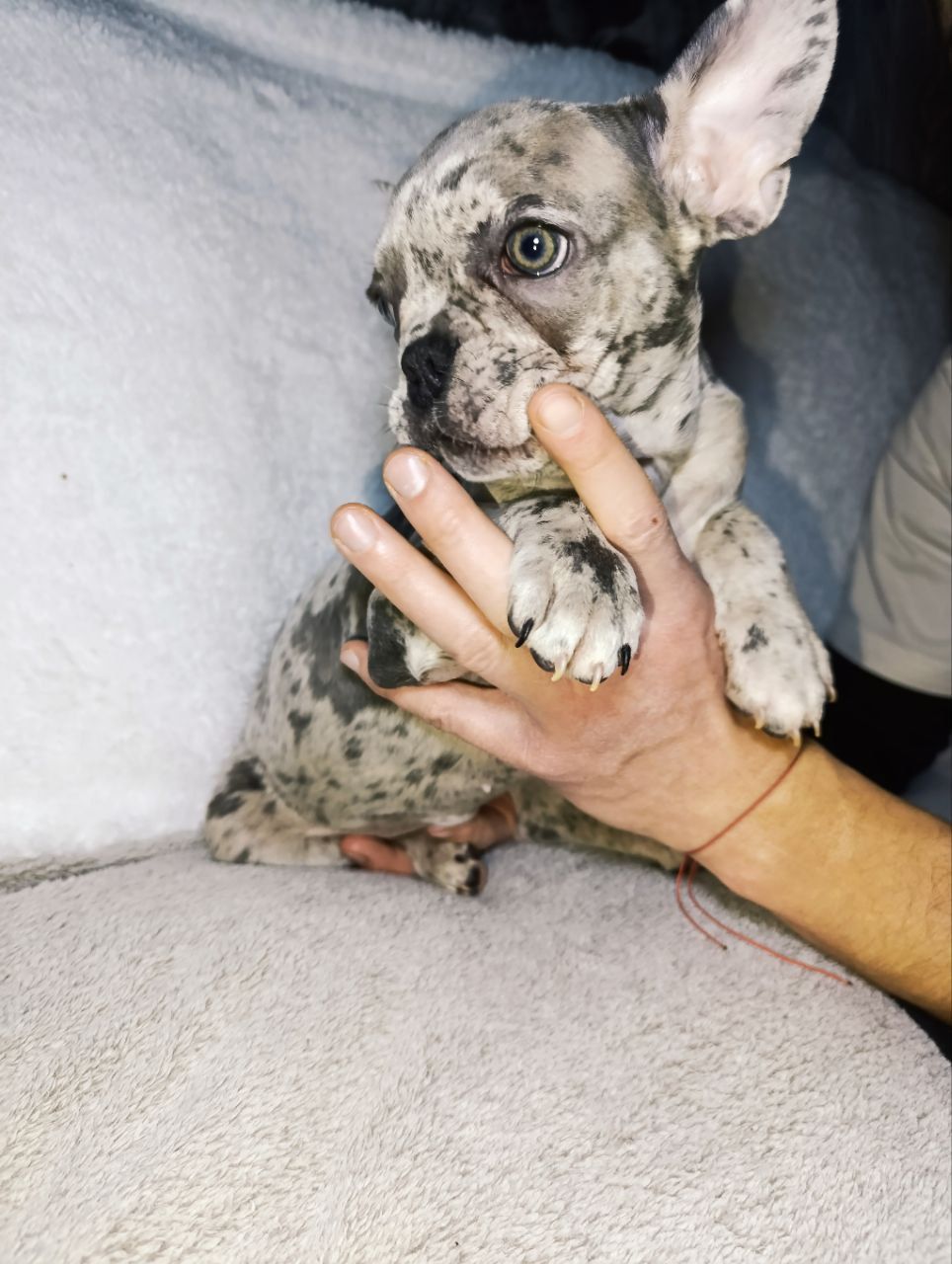 Цуценята французького бульдога