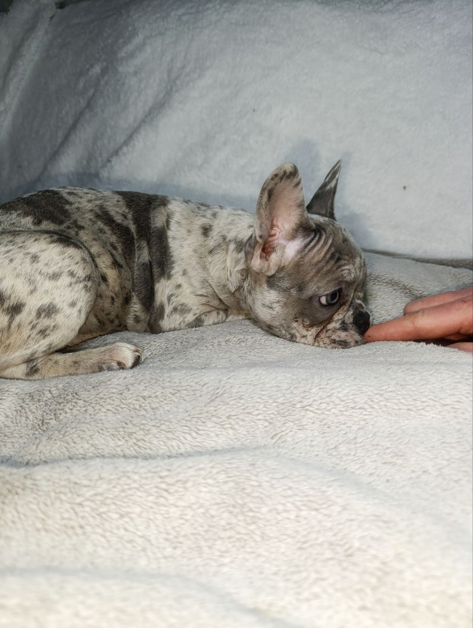 Цуценята французького бульдога