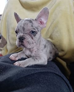 Цуценята французького бульдога