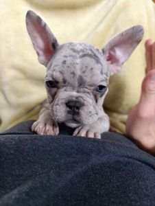 Цуценята французького бульдога