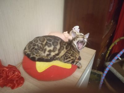 Идеальная девочка родилась 14.08.2025 г Метрика