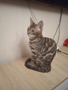 Идеальная девочка родилась 14.08.2025 г Метрика