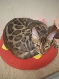 Идеальная девочка родилась 14.08.2025 г Метрика