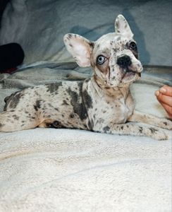 Цуценята французького бульдога