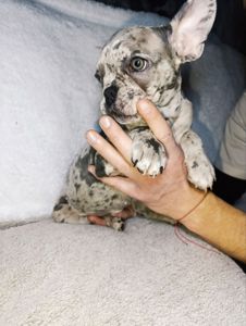 Цуценята французького бульдога