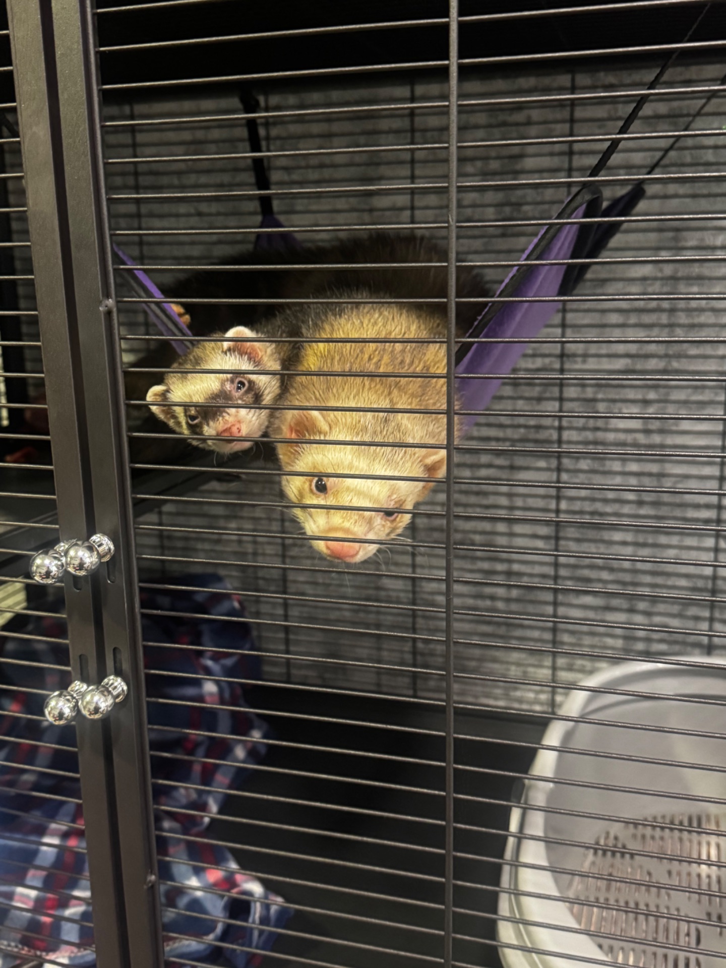 Тхорик, фретка