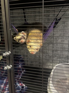 Тхорик, фретка